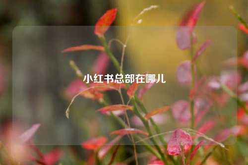 小红书总部在哪儿  第1张